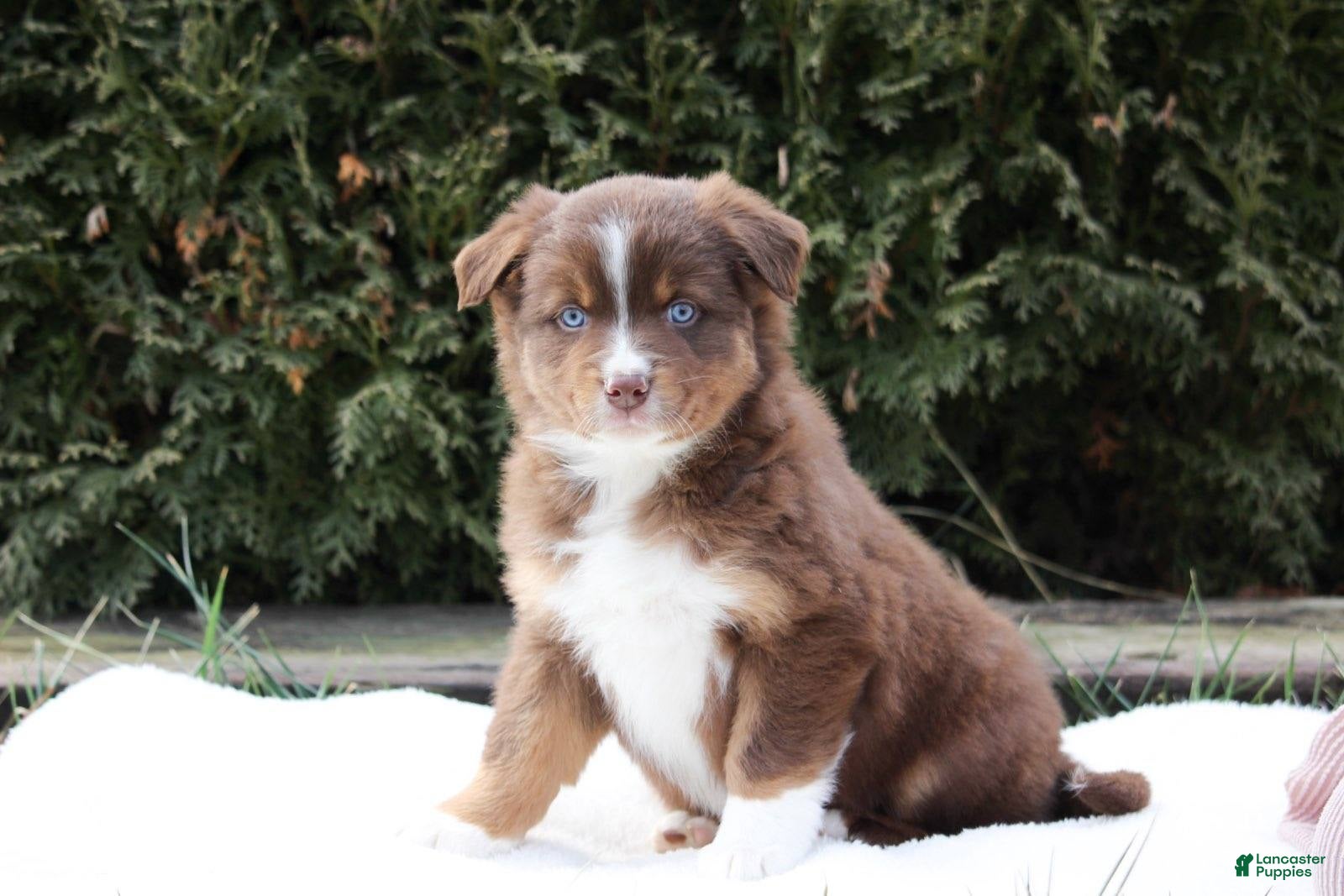 Australian Shepherd dogs Penny - Ad 12