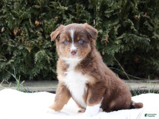 Australian Shepherd dogs Penny - Ad 12