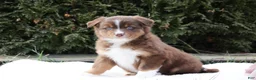 Australian Shepherd dogs for sale: Penny - Ad 1