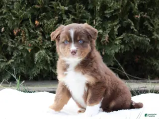 Australian Shepherd dogs Penny - Ad 32