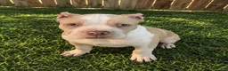American Bully dogs for sale: Clutch  - Ad 2