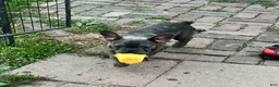 French Bulldog dogs for sale: French Bulldog 1 - Ad 12