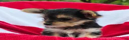 Yorkshire Terrier dogs for sale: Daisy - Ad 10