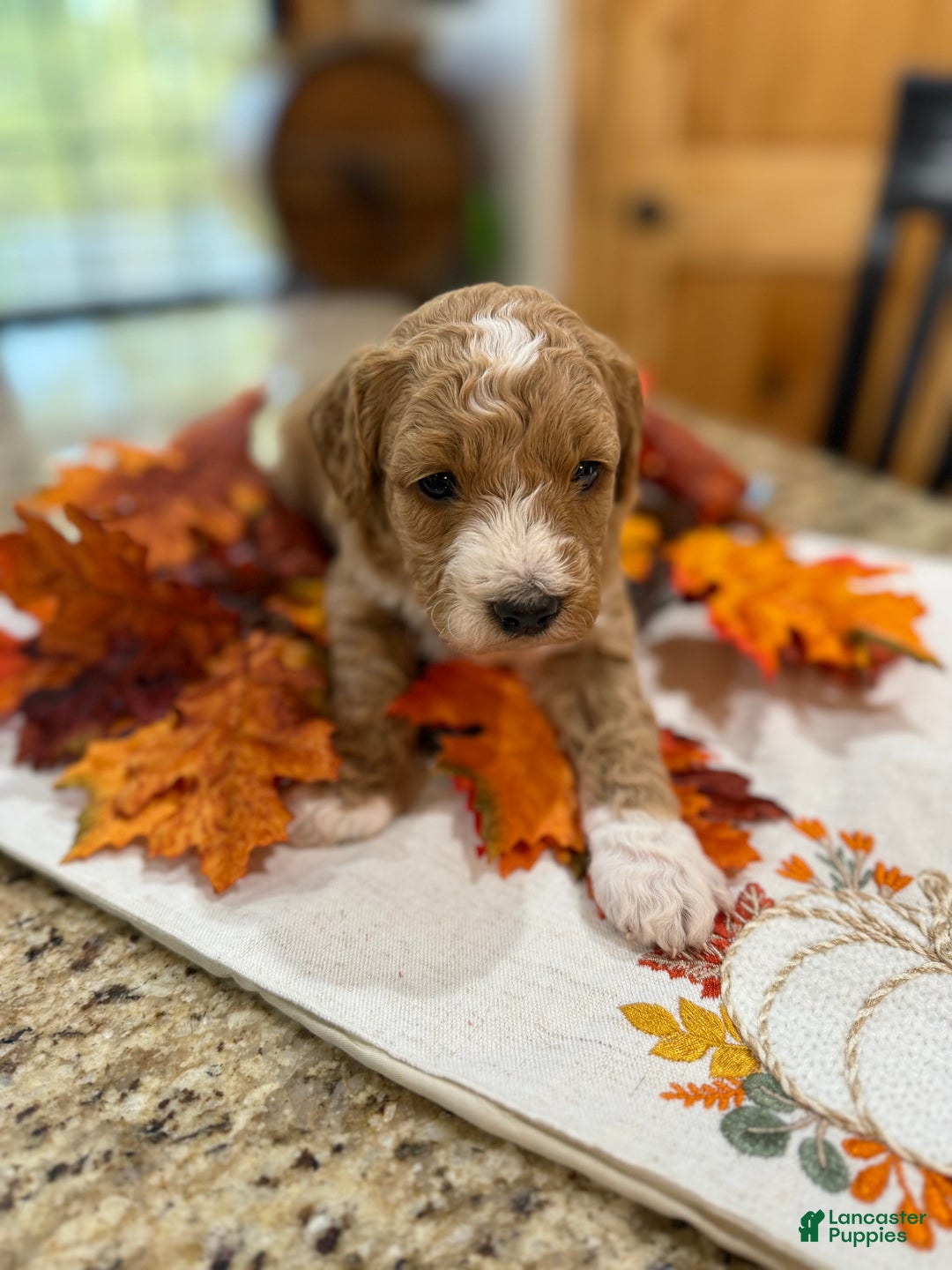 Mini Goldendoodle dogs for sale: Mini Goldendoodle Puppy 3 - Ad 2