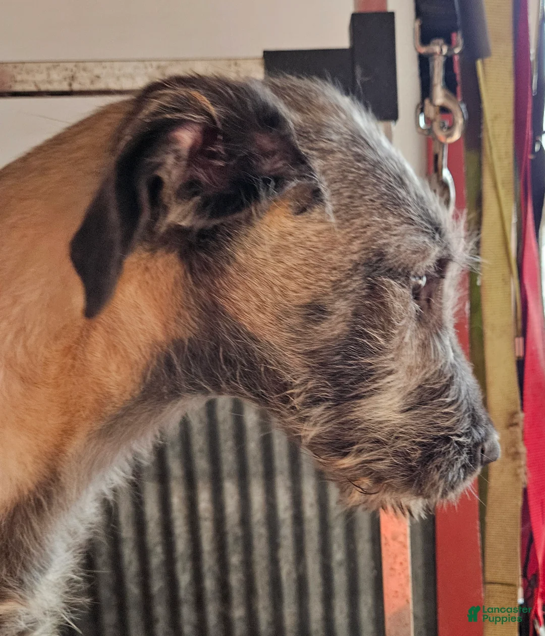 Irish Wolfhound dogs for sale: Irish Wolfhound Puppy 1 - Ad 2