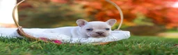 French Bulldog dogs for sale: Chester - Ad 8