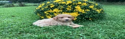 Mini Goldendoodle dogs for sale: River - Ad 6