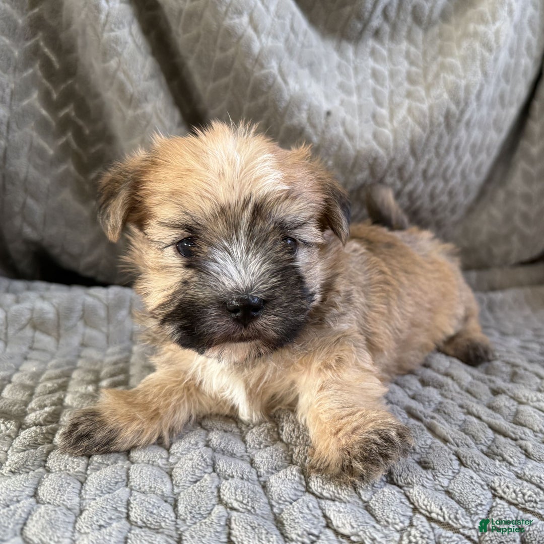 Morkie dogs for sale: Coco  - Ad 3