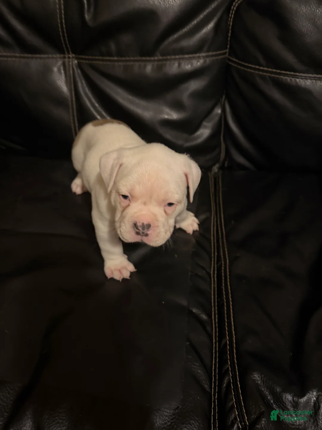 American Bully dogs for sale: Mickey - Ad 2