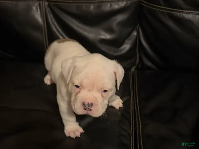 American Bully dogs for sale: Mickey - Ad 2