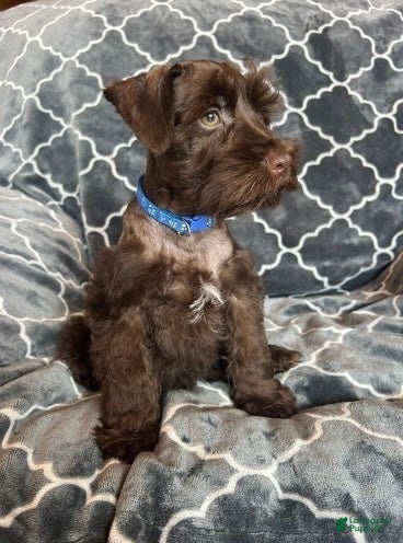 Schnauzer dogs Axel - Ad 2