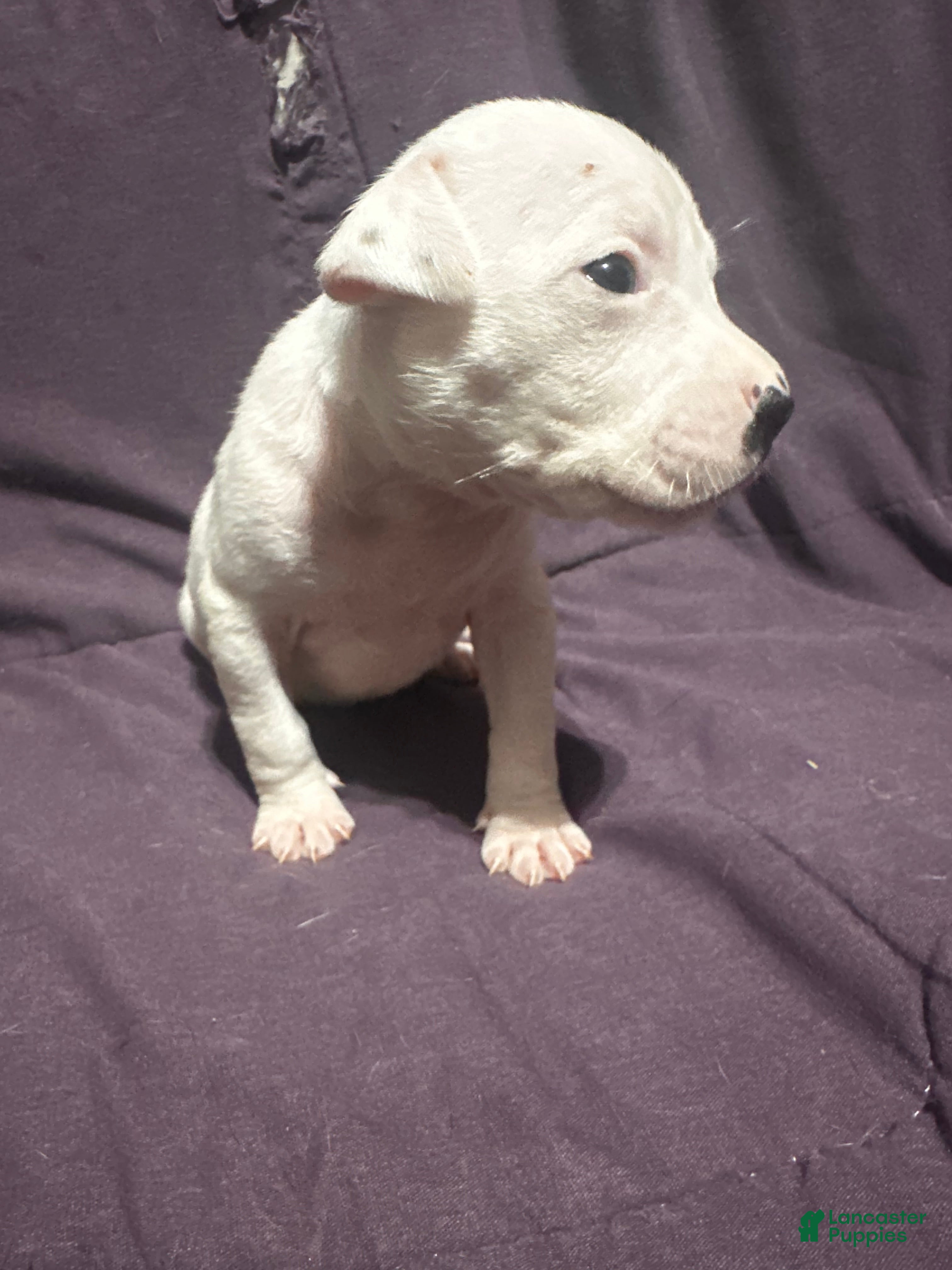 Mixed Breed dogs Mixed Put Black - Ad 14