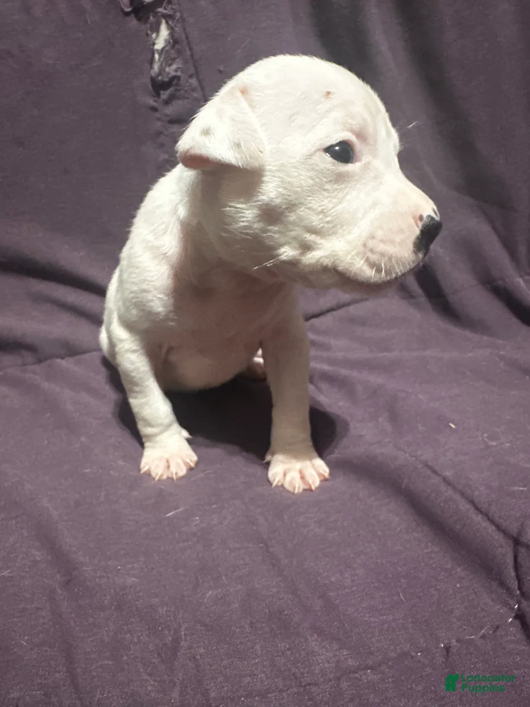 Mixed Breed dogs for sale: Mixed Put Black - Ad 1