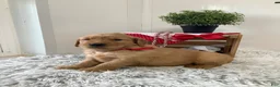 Golden Retriever dogs for sale: Golden Retriever Kallie  - Ad 4