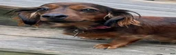 Miniature Dachshund dogs for sale: Miniature Dachshund 3 - Ad 3