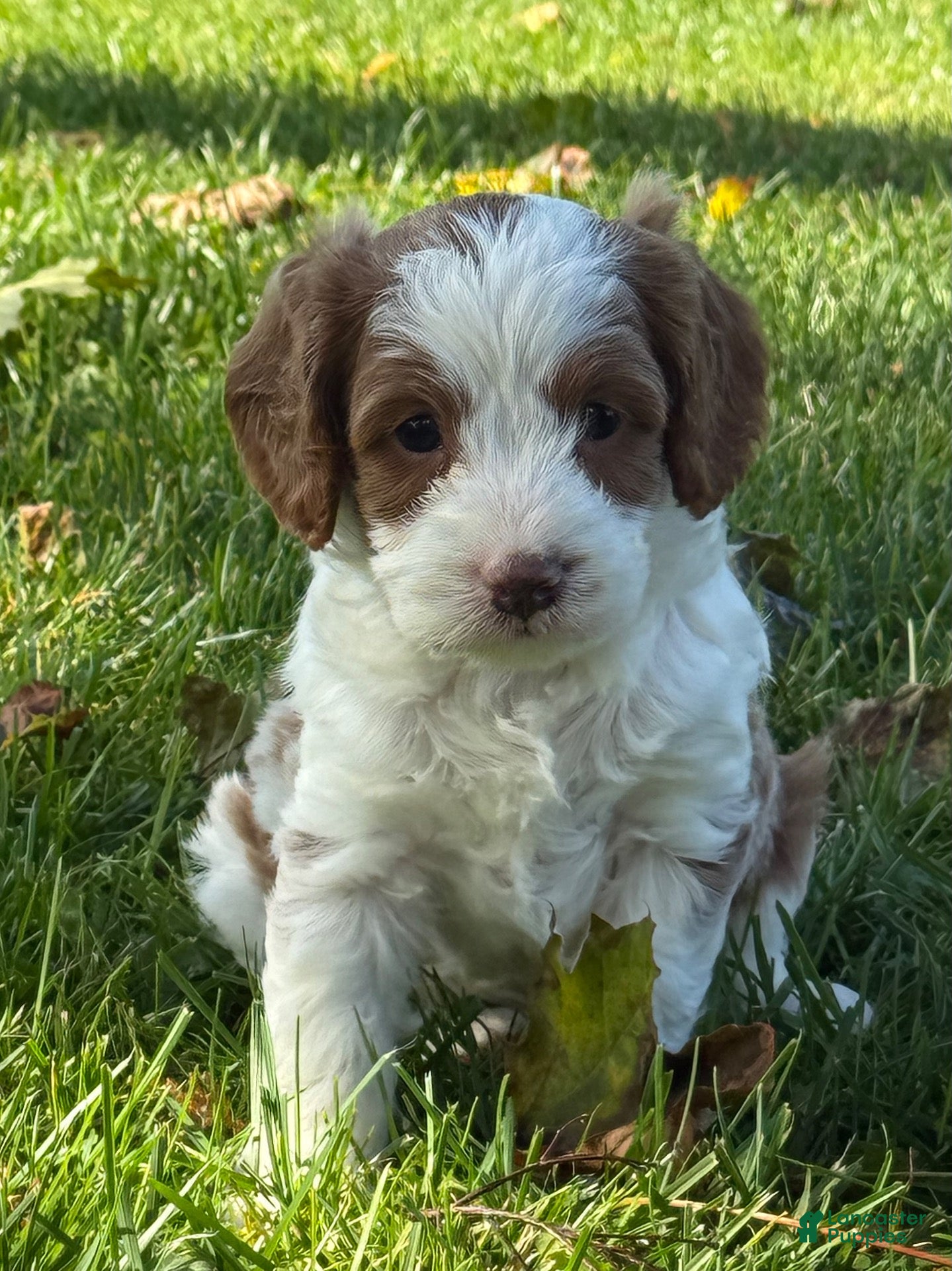 Cavapoo dogs River - Ad 2
