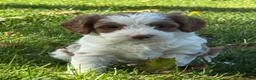 Cavapoo dogs for sale: River - Ad 2