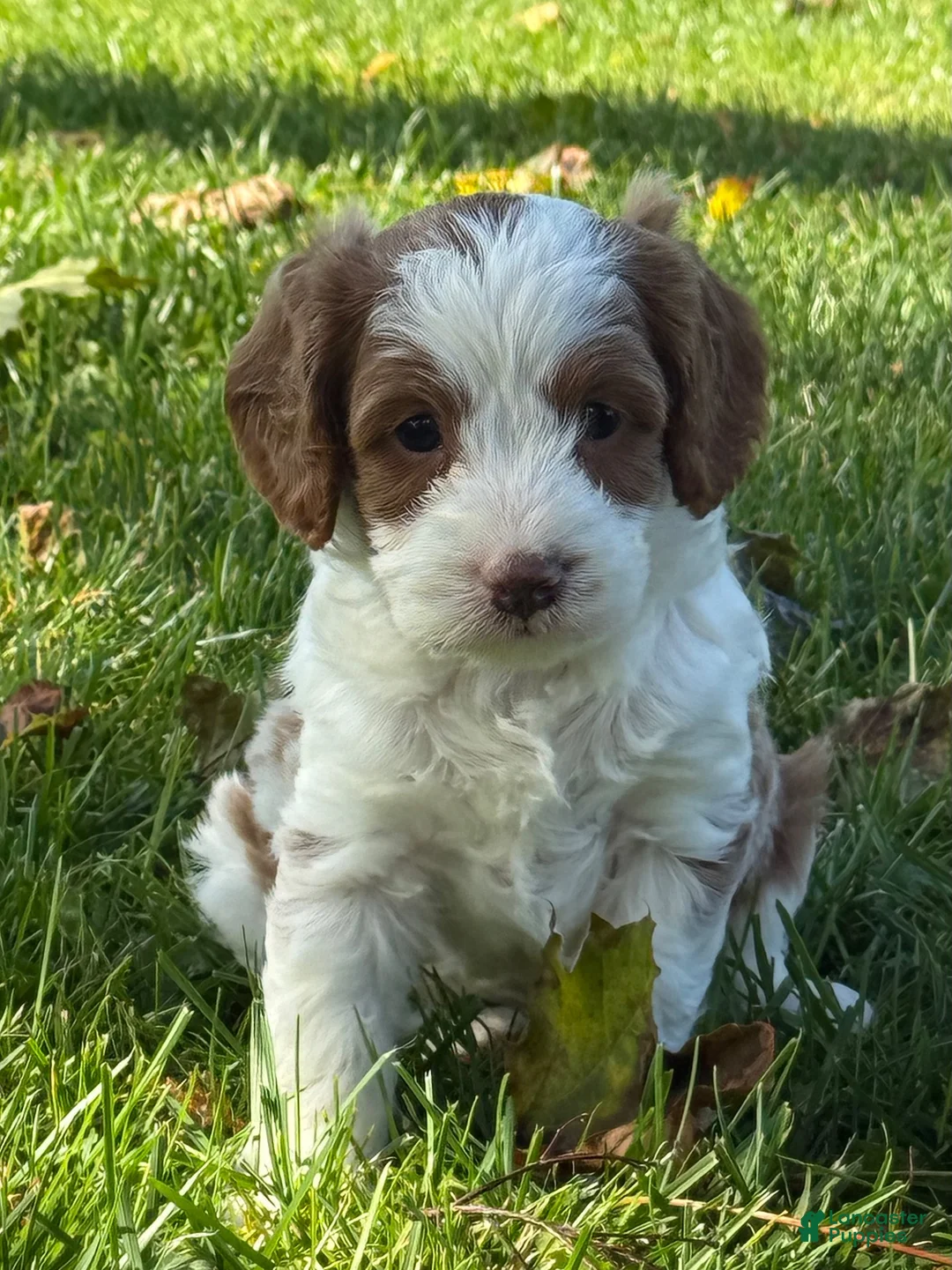 Cavapoo dogs for sale: River - Ad 2