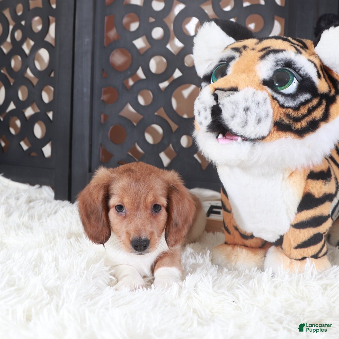 Miniature Dachshund dogs for sale: Miniature Dachshund Blaze - Ad 3