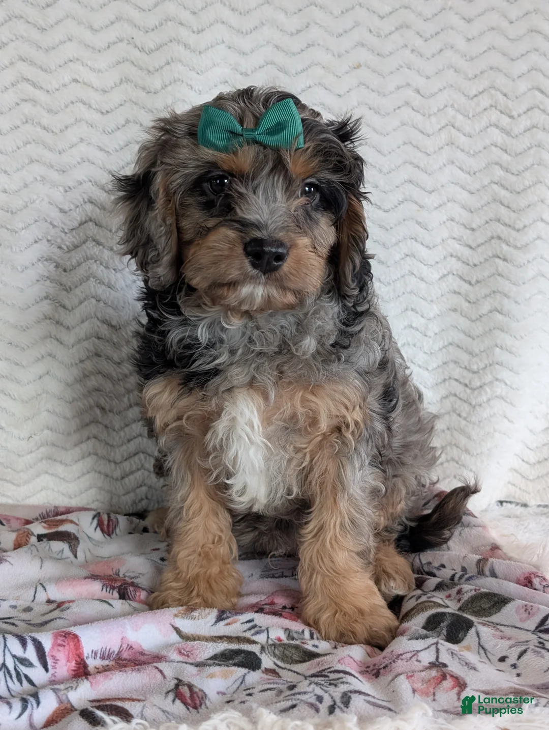 Cavapoo dogs for sale: Bluey - Ad 8