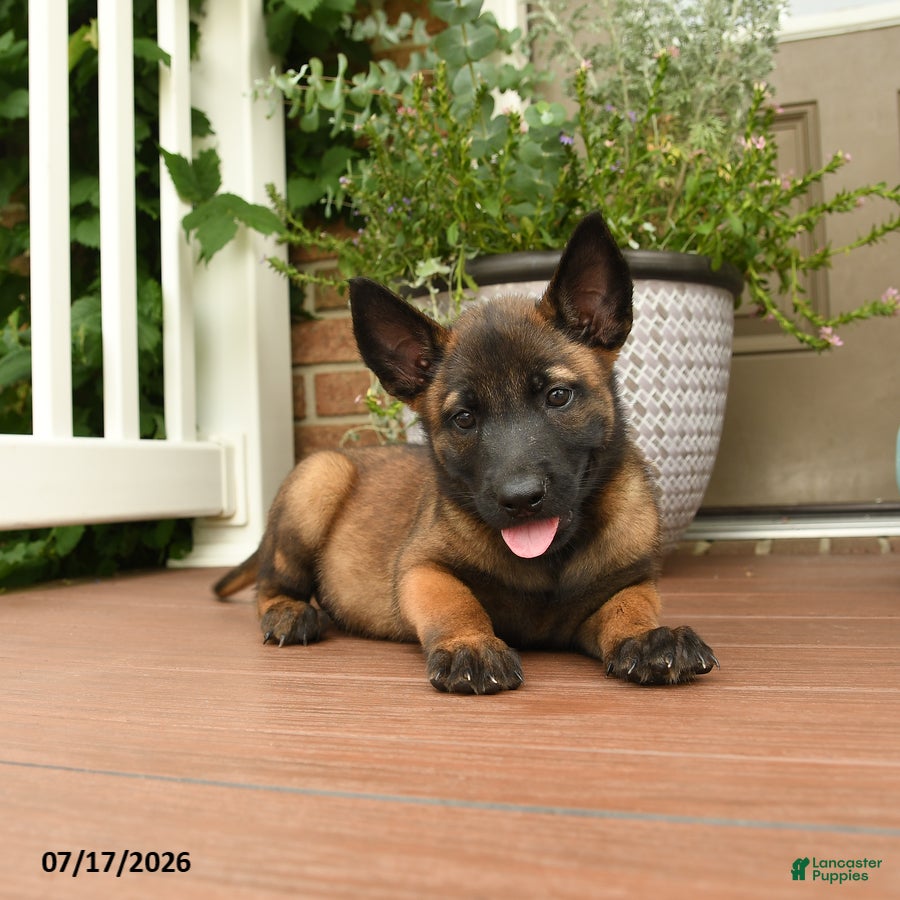 Belgian Malinois dogs Ralph - Ad 2