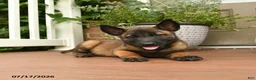 Belgian Malinois dogs for sale: Ralph - Ad 2