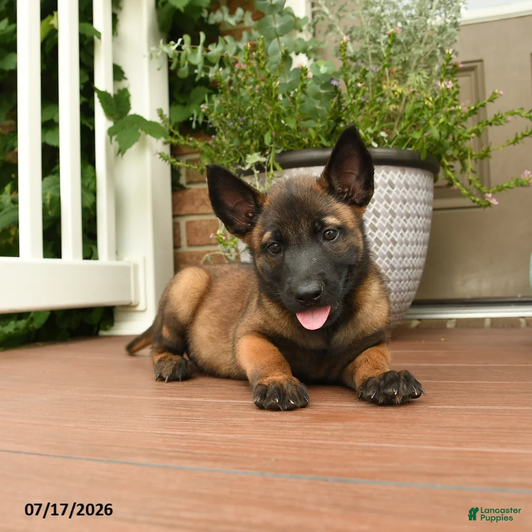 Belgian Malinois dogs for sale: Ralph - Ad 2