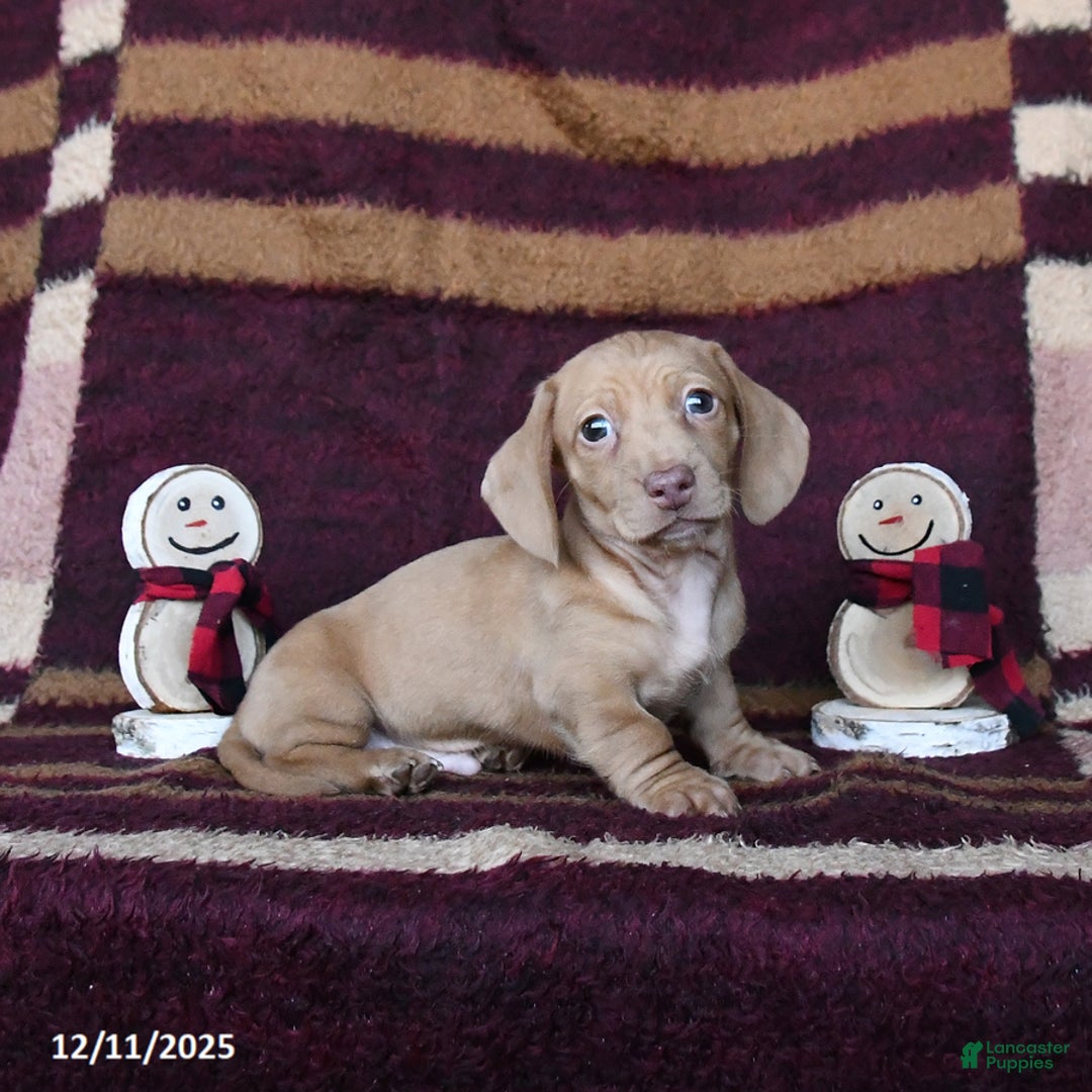 Dachshund dogs for sale: Cheddar - Ad 3