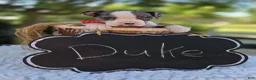 Boston Terrier dogs for sale: Duke - Ad 7