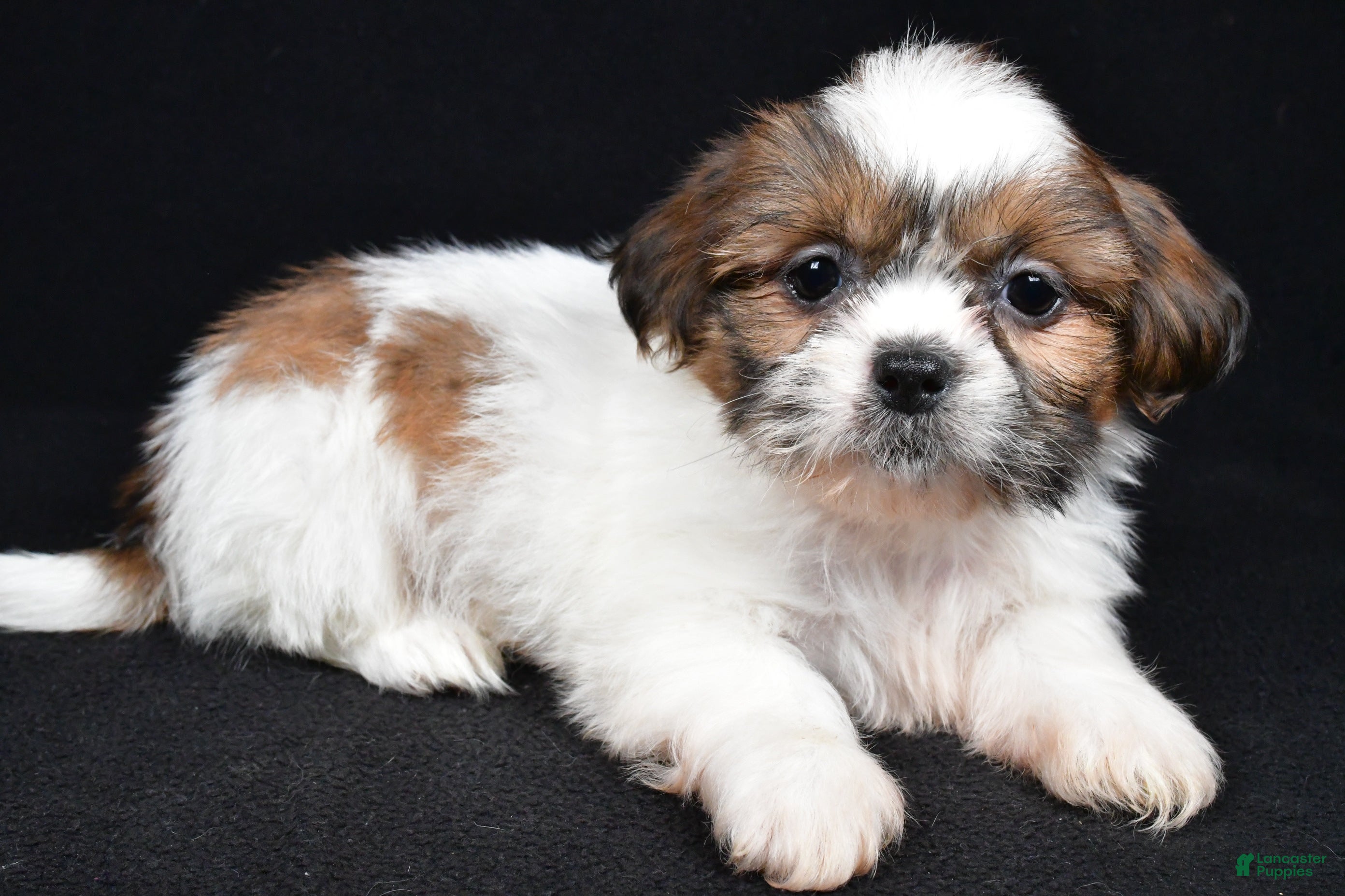 Shih Tzu dogs Bella - Ad 2