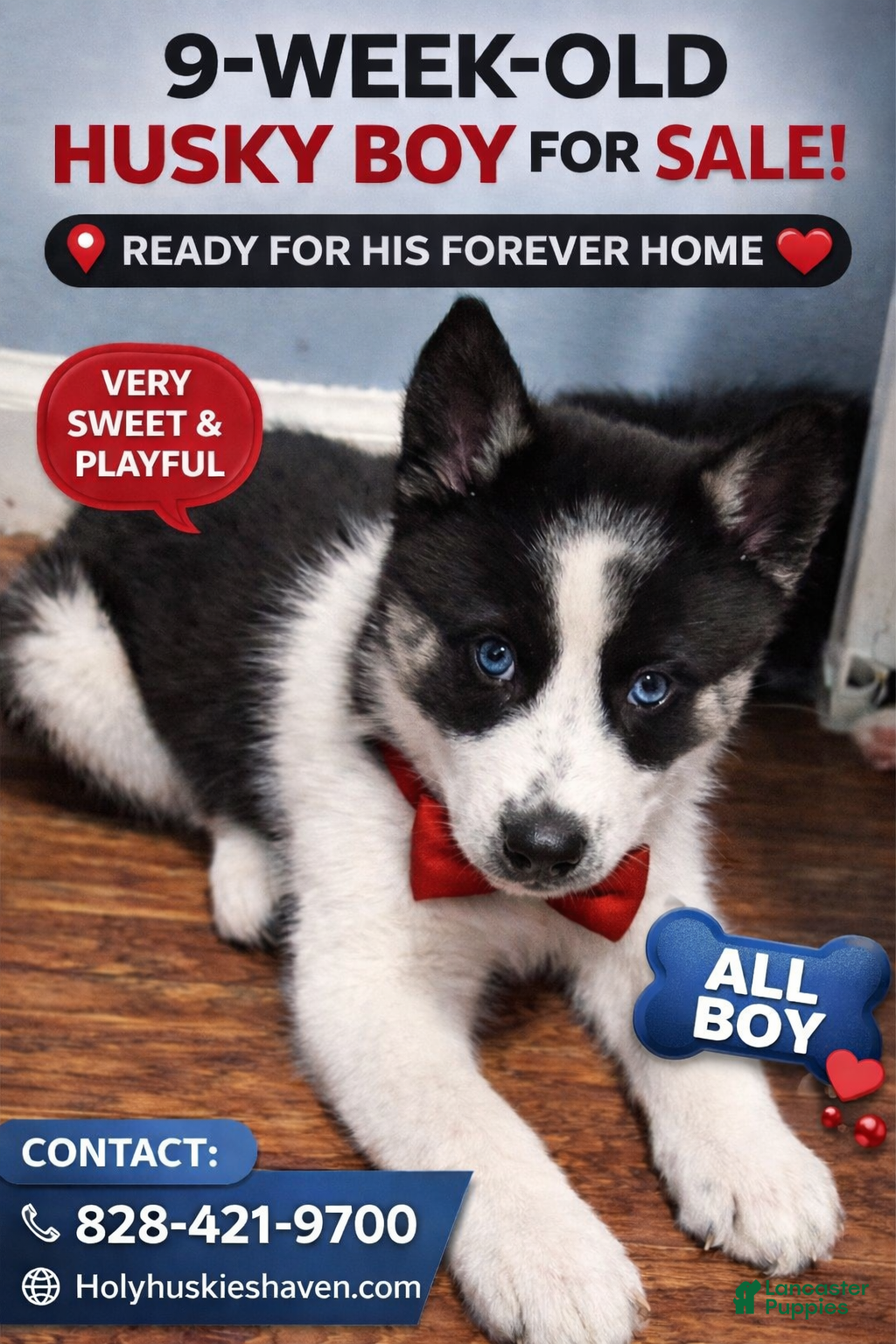 Siberian Husky dogs Oreo - Ad 11