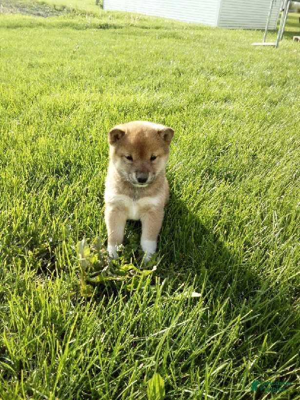 Shiba Inu dogs Gina - Ad 18