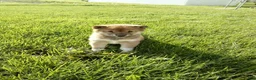 Shiba Inu dogs for sale: Gina - Ad 1