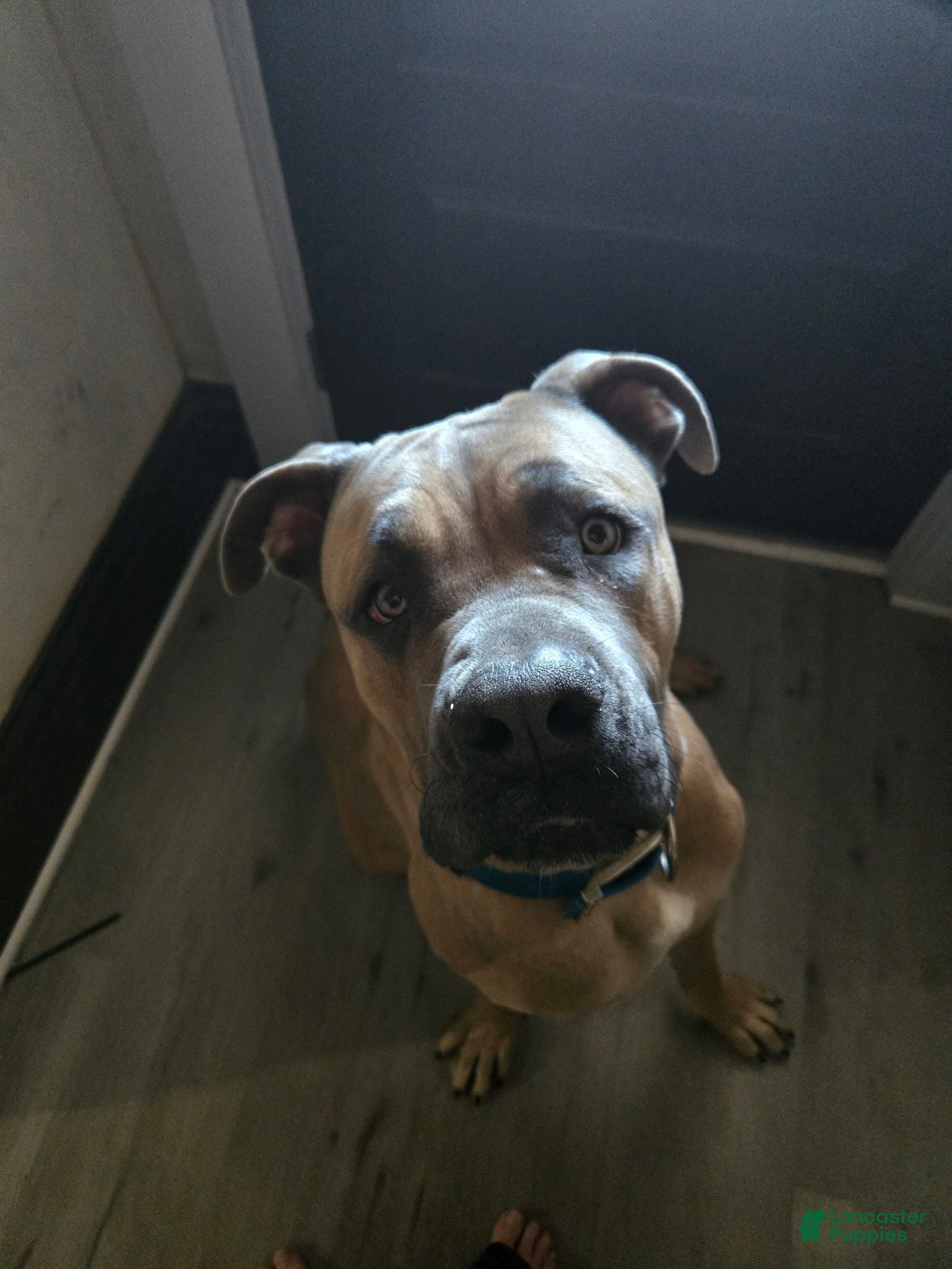 Cane Corso dogs Brooklyn - Ad 2