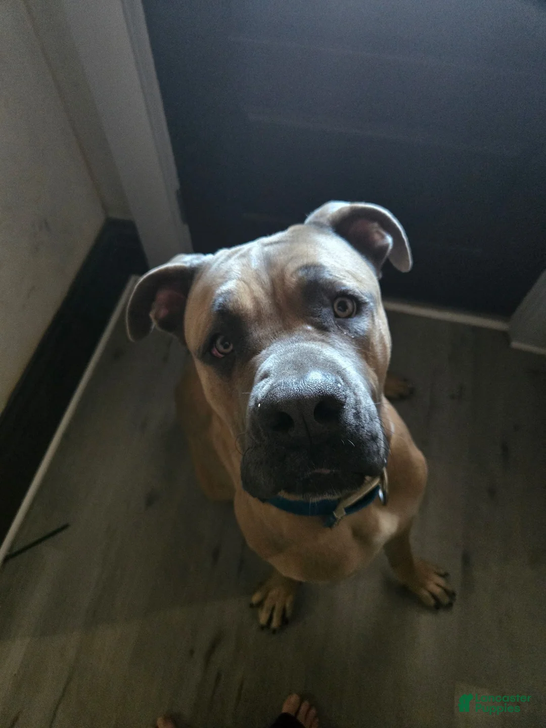 Cane Corso dogs for sale: Alonso & Rocco  - Ad 2