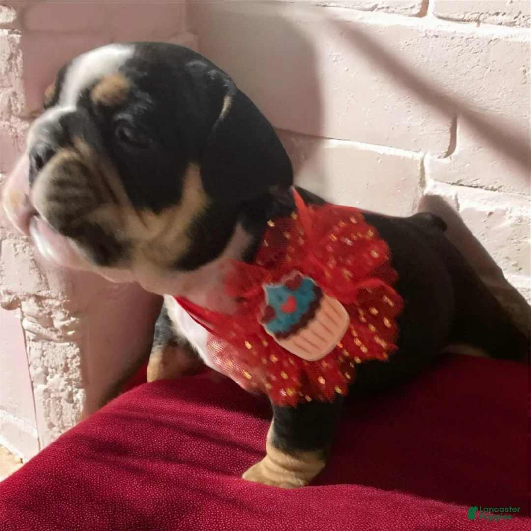 English Bulldog dogs for sale: Olaf - Ad 3