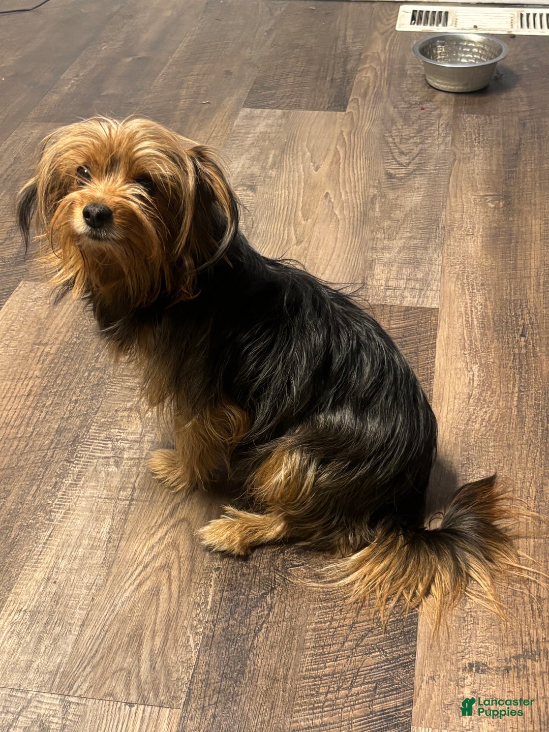 Yorkshire Terrier dogs for sale: Yorkshire Terrier Puppy 1 - Ad 5