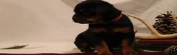 Rottweiler dogs for sale: Ainsley - Ad 5