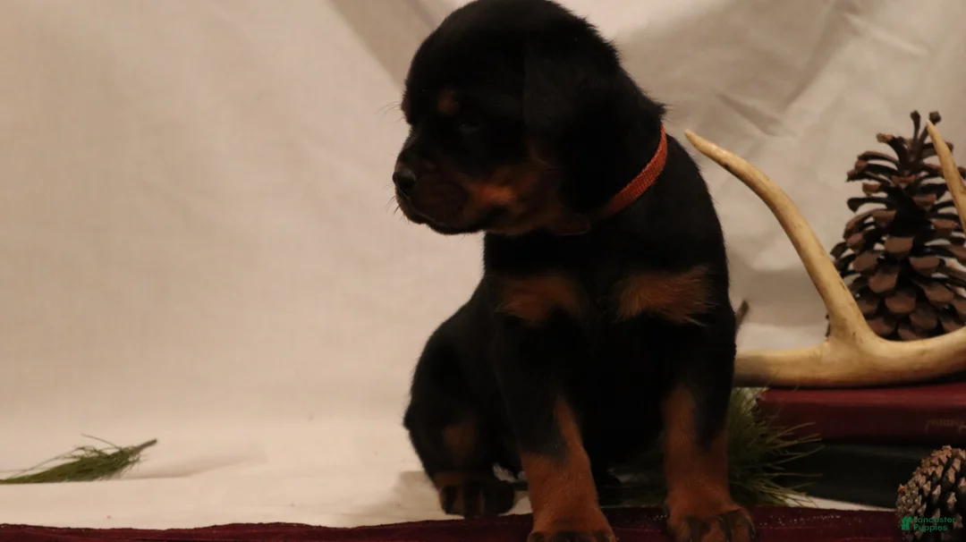 Rottweiler dogs for sale: Ainsley - Ad 5