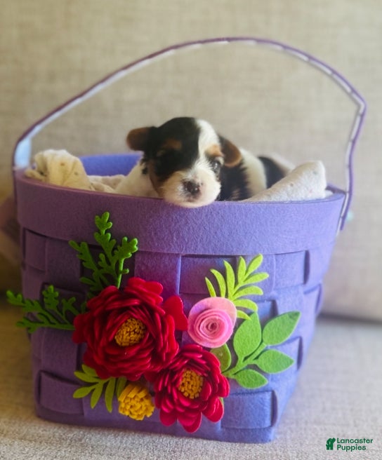 Biewer Terrier dogs Biewer Terrier Puppy 3 - Ad 2