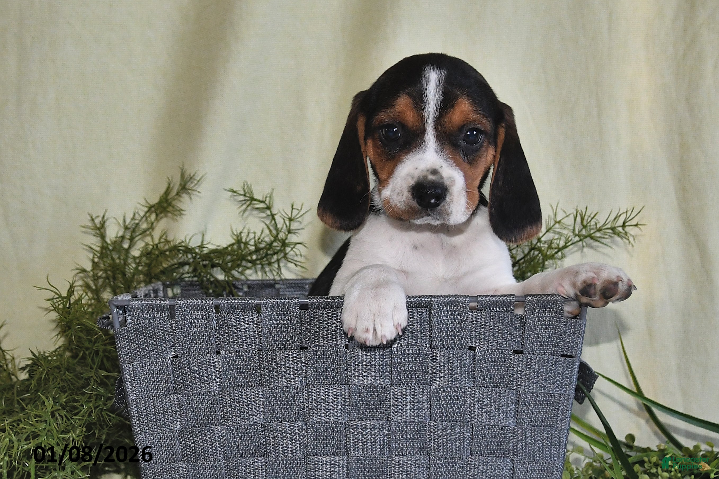 Beagle dogs Jaxon - Ad 14