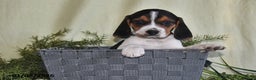 Beagle dogs for sale: Jaxon - Ad 1