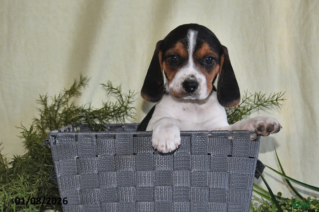 Beagle dogs for sale: Jaxon - Ad 1