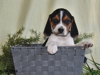 Beagle dogs Jaxon - Ad 14