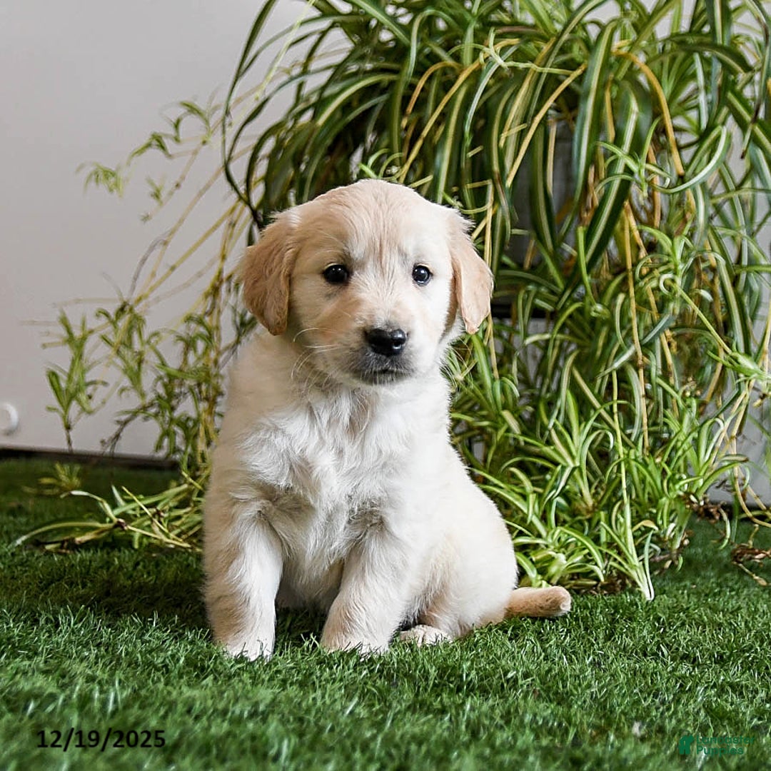 Golden Retriever dogs for sale: Maximus - Ad 3