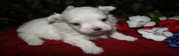 Maltese dogs for sale: Mable - Ad 21