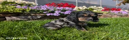 Cocker Spaniel dogs for sale: Amy - Ad 12