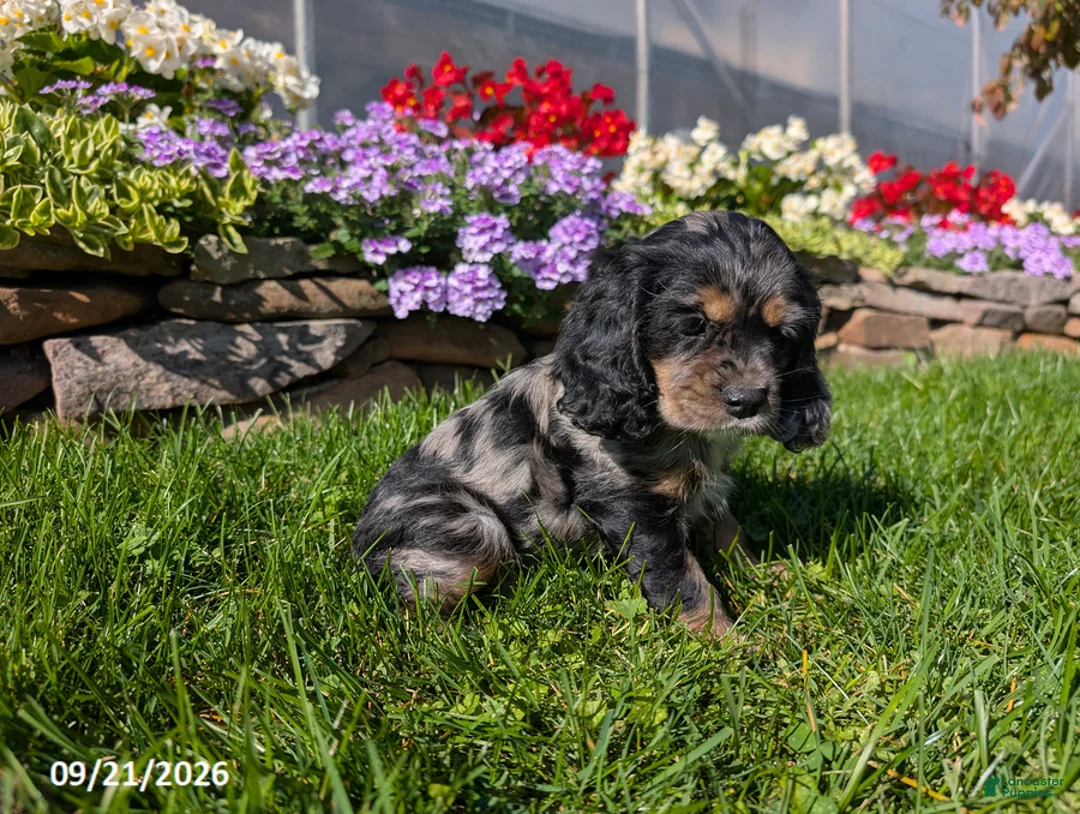 Cocker Spaniel dogs for sale: Amy - Ad 12