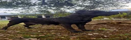 Cane Corso dogs for sale: Cane Corso 5- Dustin  - Ad 11