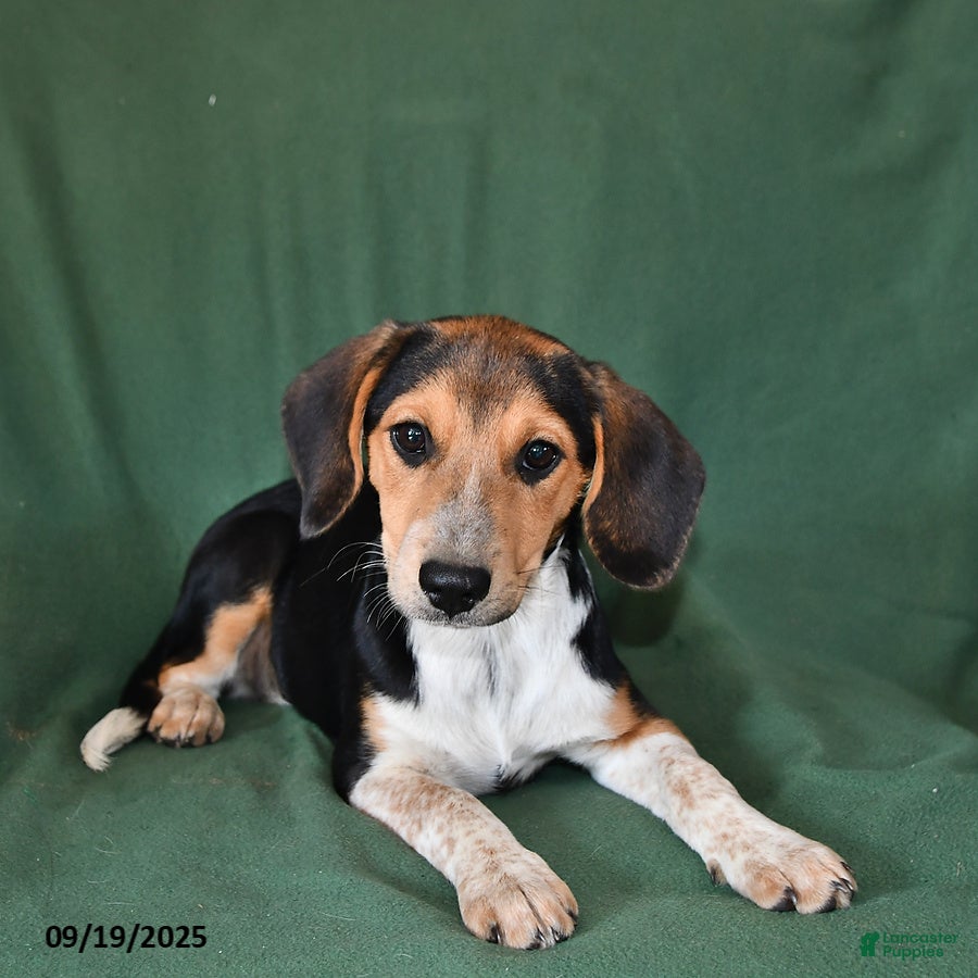 Older Beagle Dog 15 Year Old Beagle Midsize Medium Sized Dogs